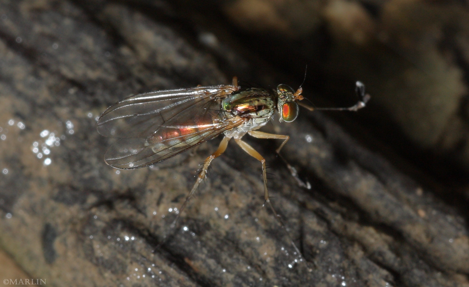 color photo Long-Legged Fly - Dolichopus species