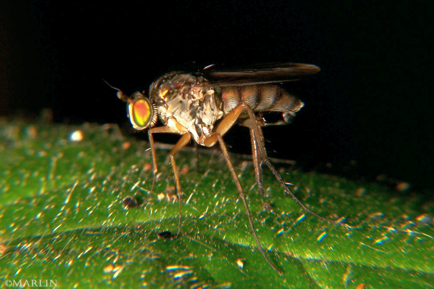 color photo Long-Legged Fly - Dolichopus species