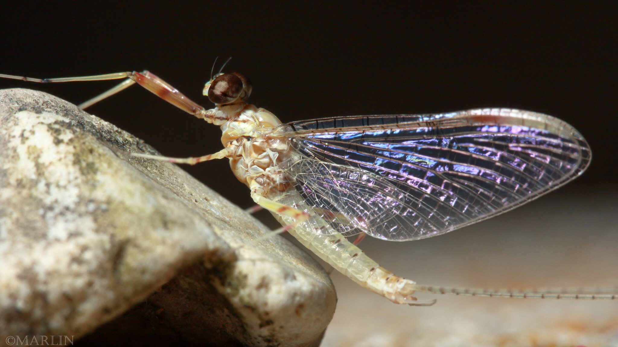 Order Ephemeroptera - Mayflies - North American Insects & Spiders
