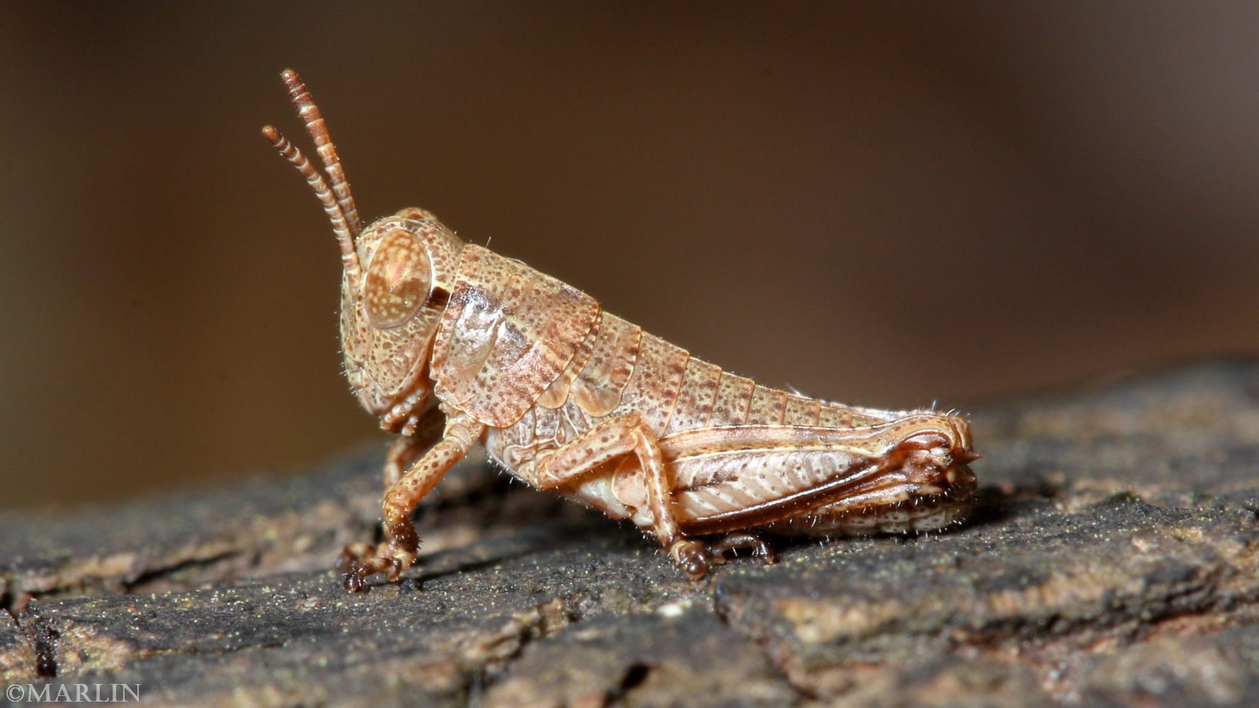 color photo of 3rd instar nymph Melanoplus grasshopper