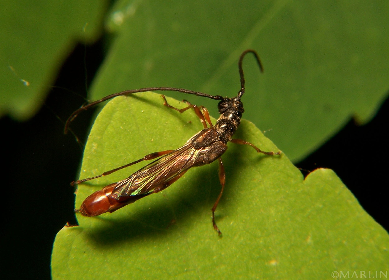 Longhorn Beetle – Necydalis melita