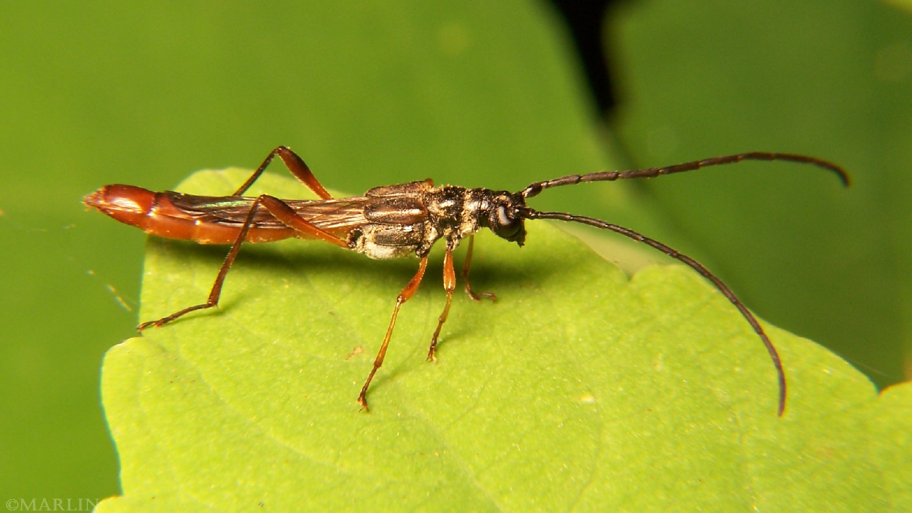 Color photo of longhorn beetle Necydalis mellita male specimen