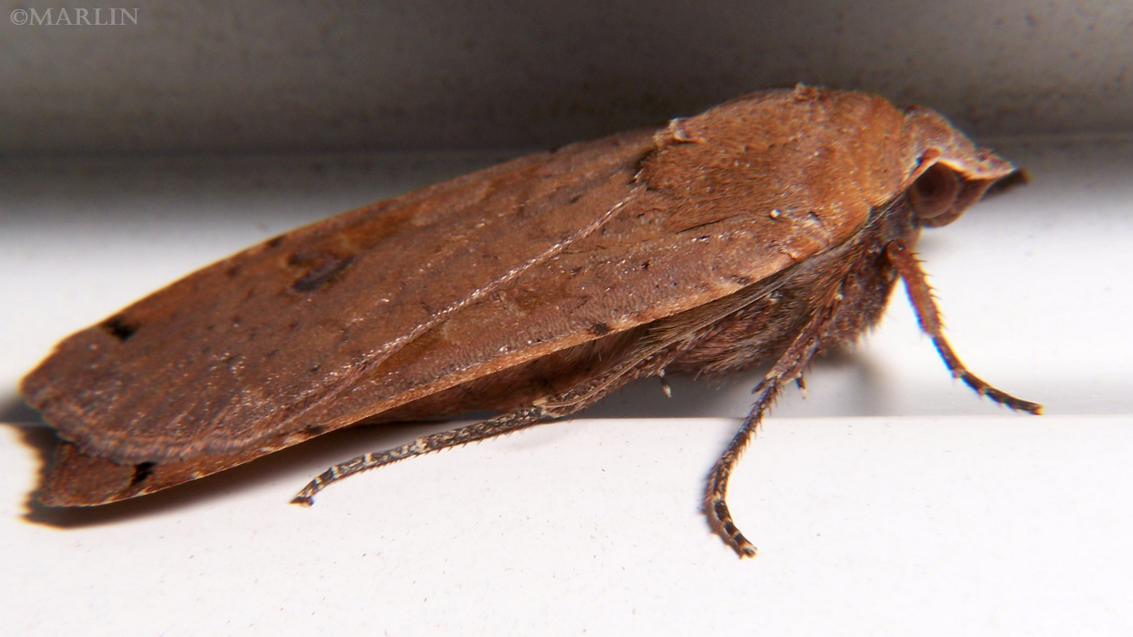 Large Yellow Underwing Moth - Noctua pronuba