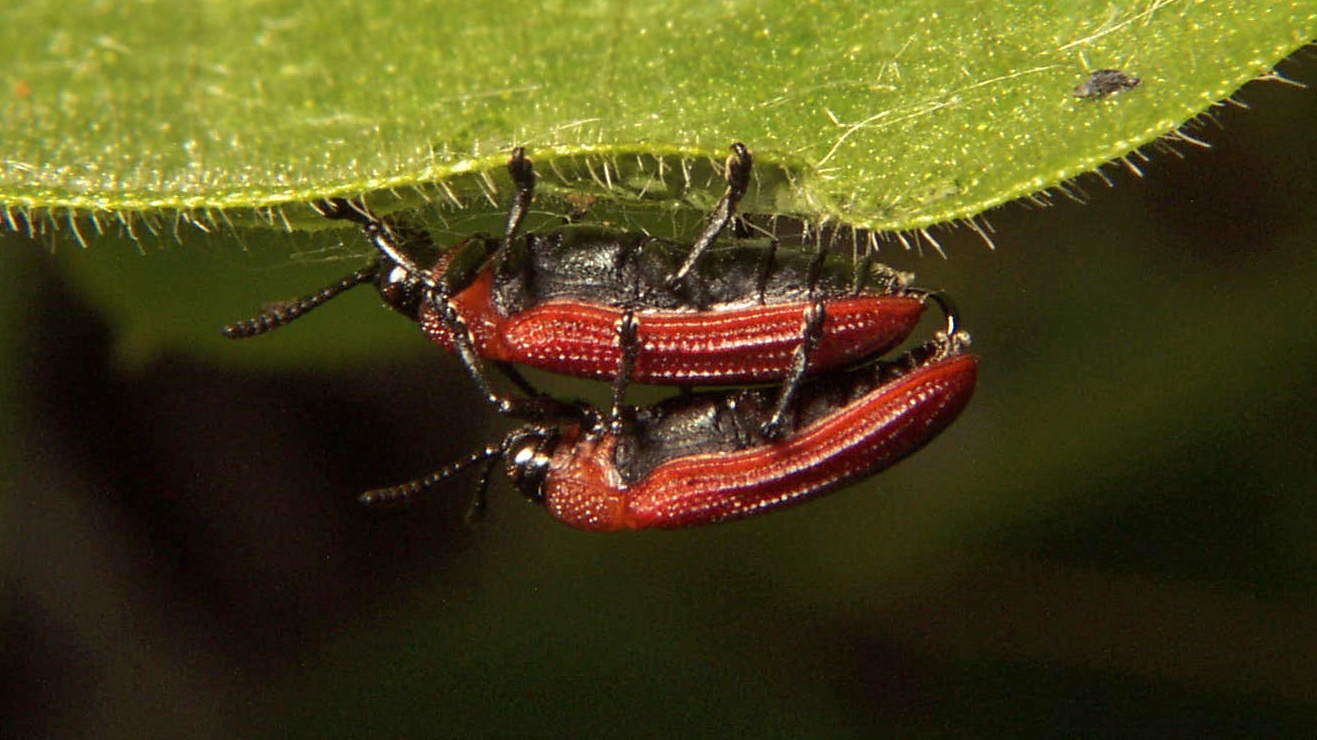 color photo leaf beetles mating lateral view