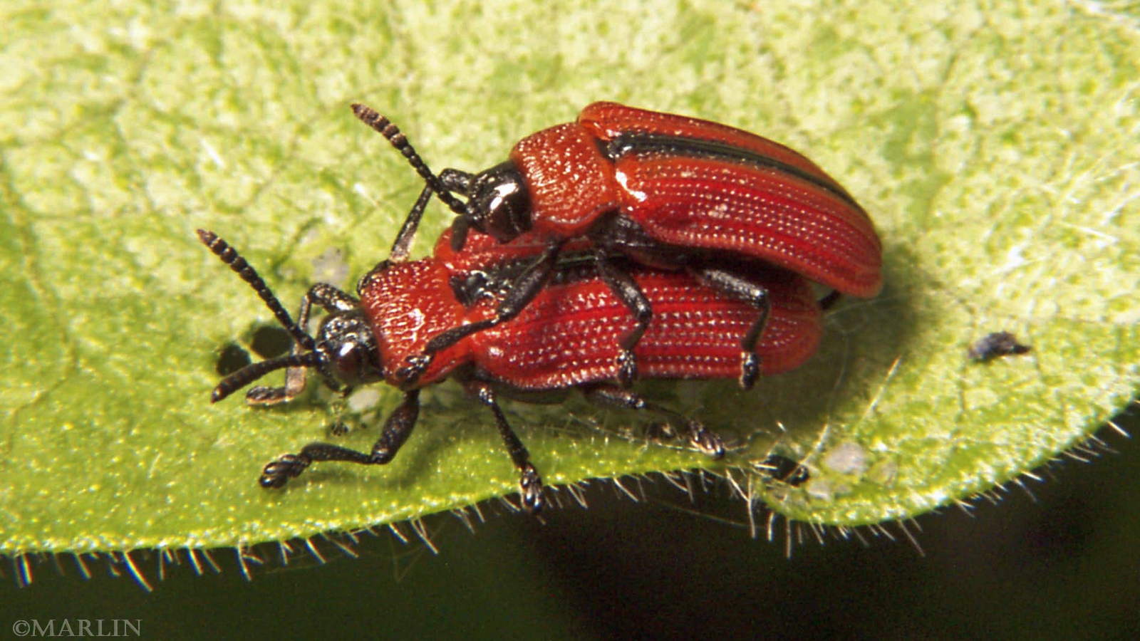 color photo red leaf beetles mating