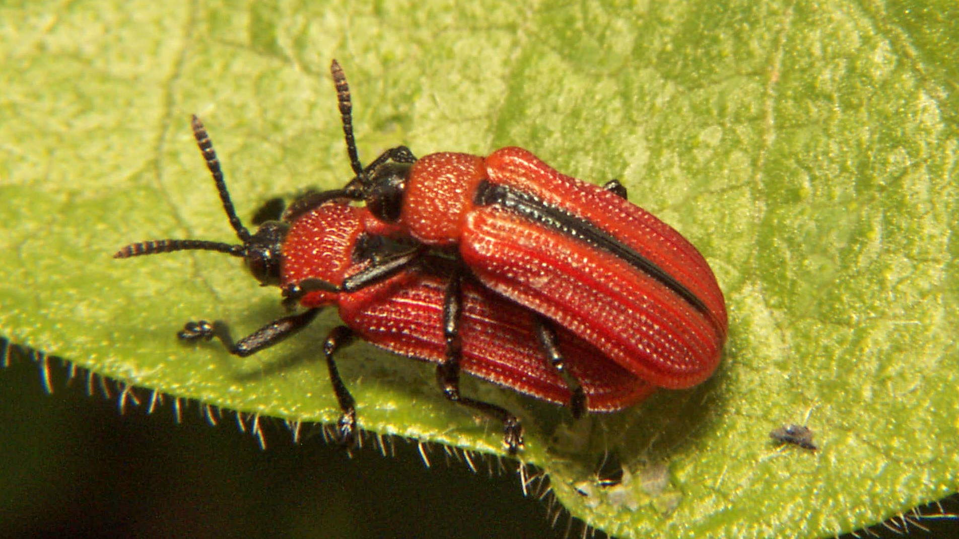 color photo Leaf Beetle - Odontota dorsalis mating