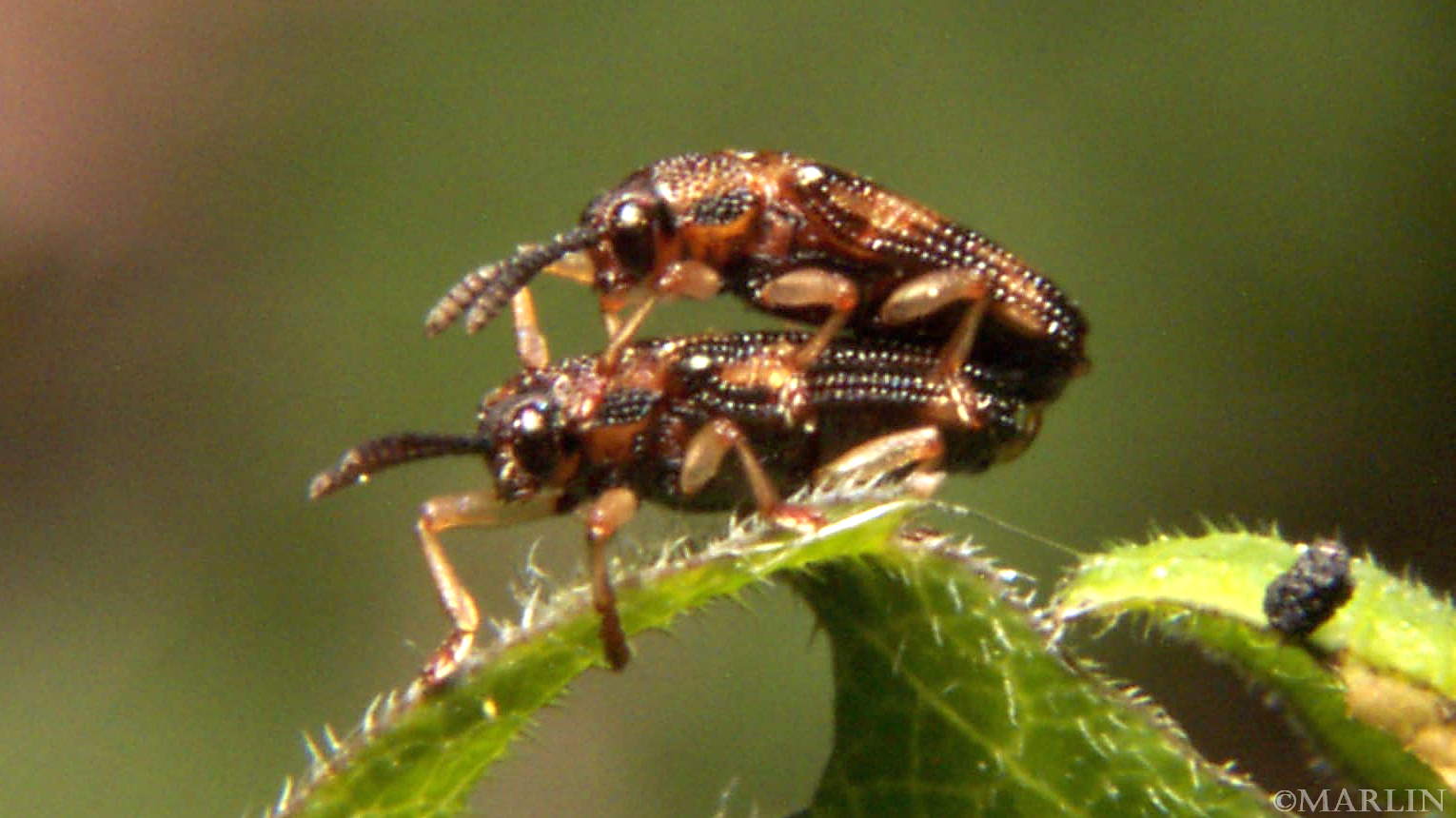 Leaf Beetle - Sumitrosis rosea mated pair