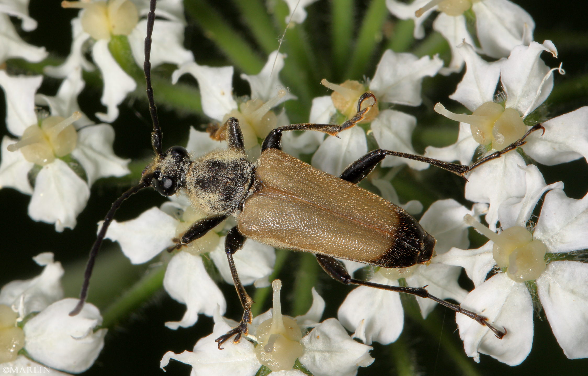 color photo Flower Longhorned Beetle - Trigonarthris minnesotana
