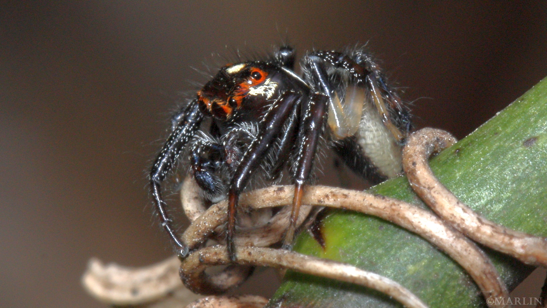 color photo colonus jumping spider dorso-lateral view