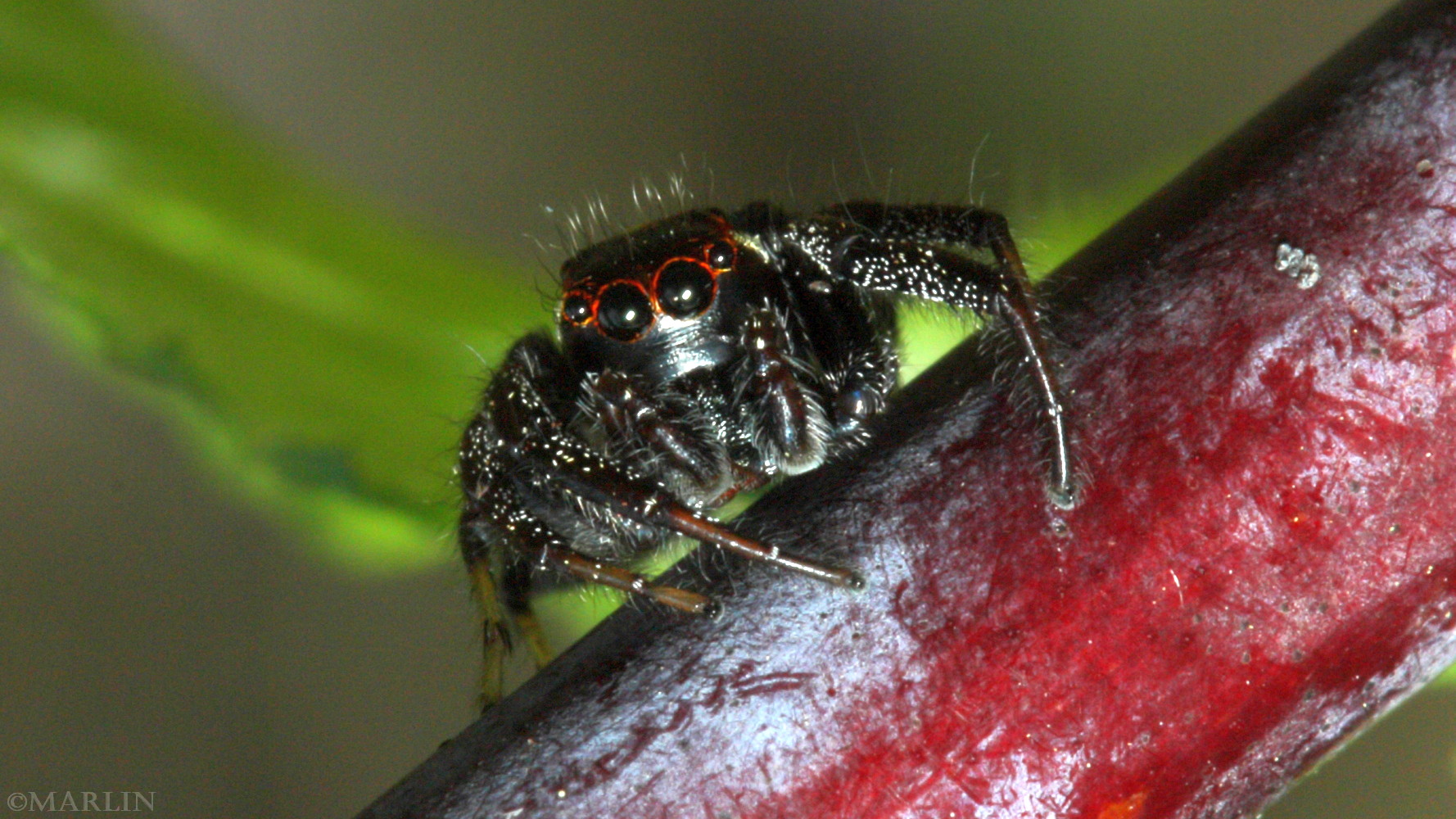 color photo frontal view Jumping Spider Colonus sylvanus