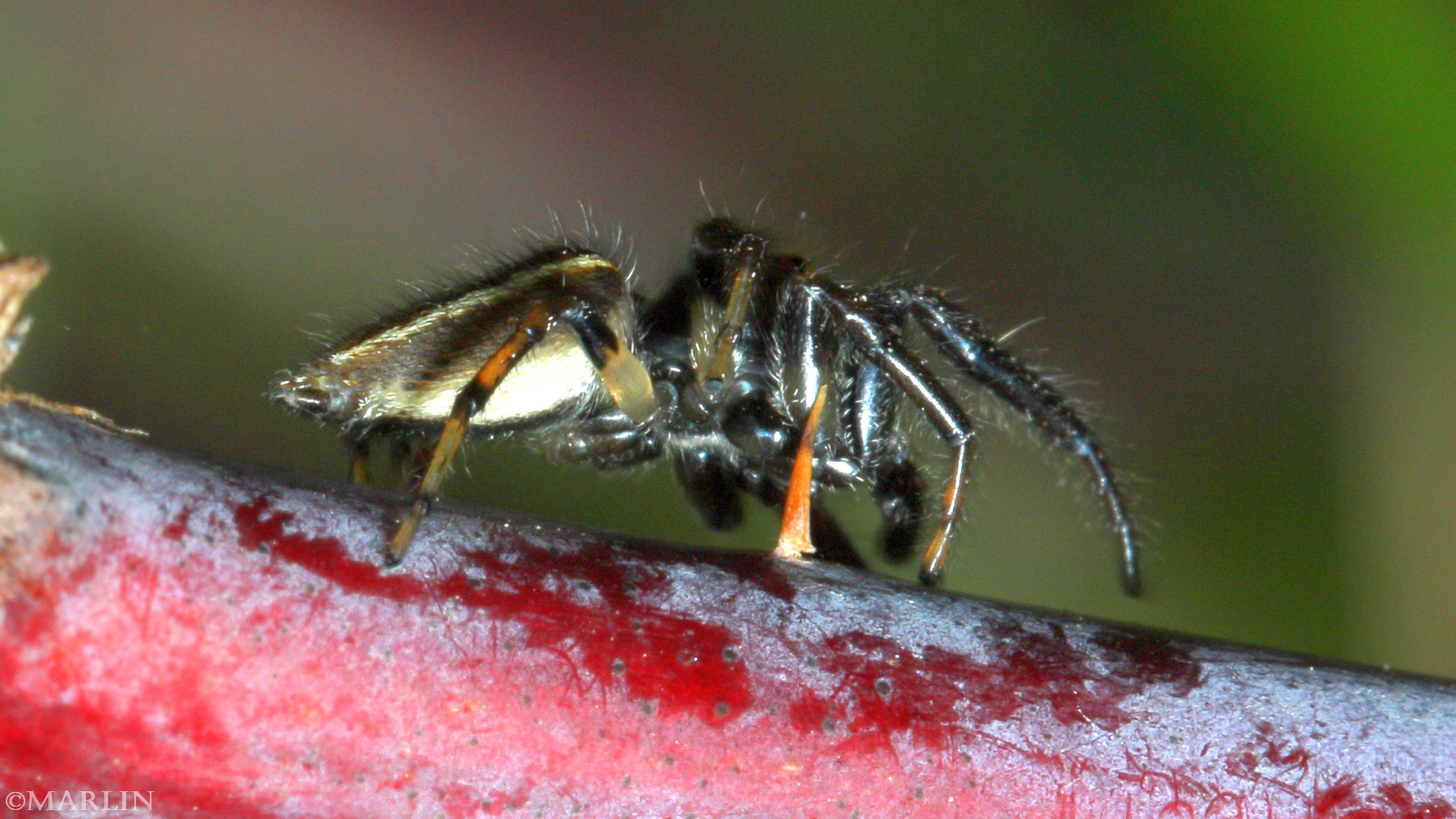 color photo Colonus jumping spider lateral view