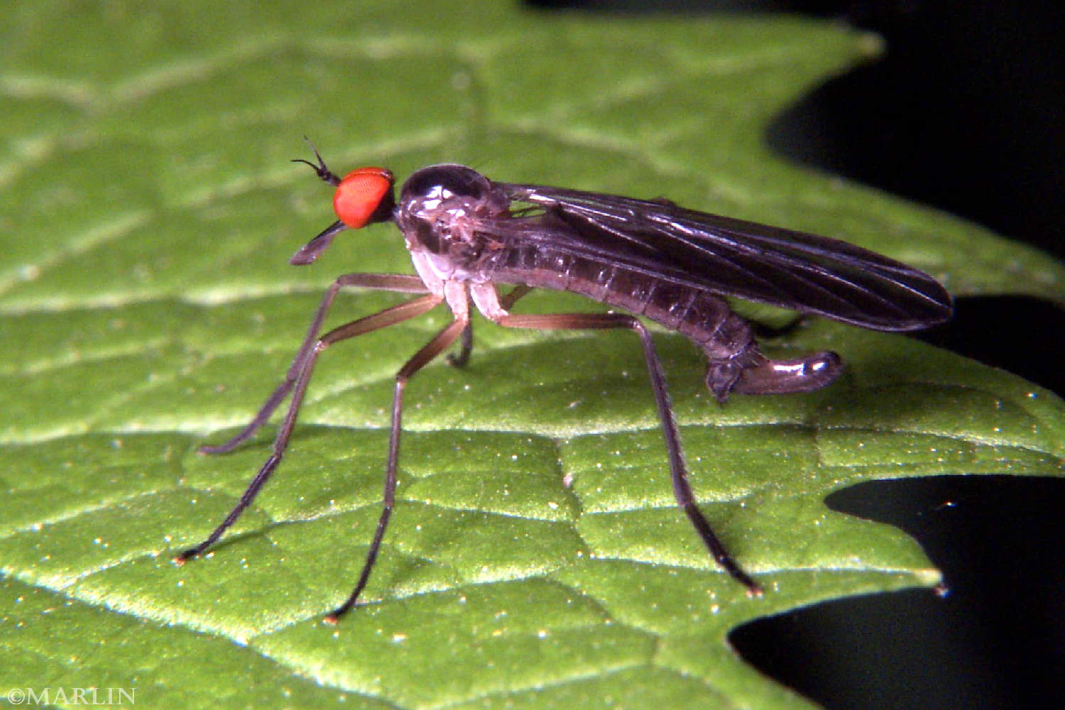 Long-Tailed Dance Fly - Rhamphomyia - North American Insects & Spiders