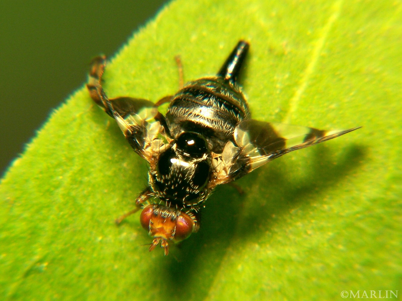 color macro photo of a Fruit Fly - Procecidochares atra