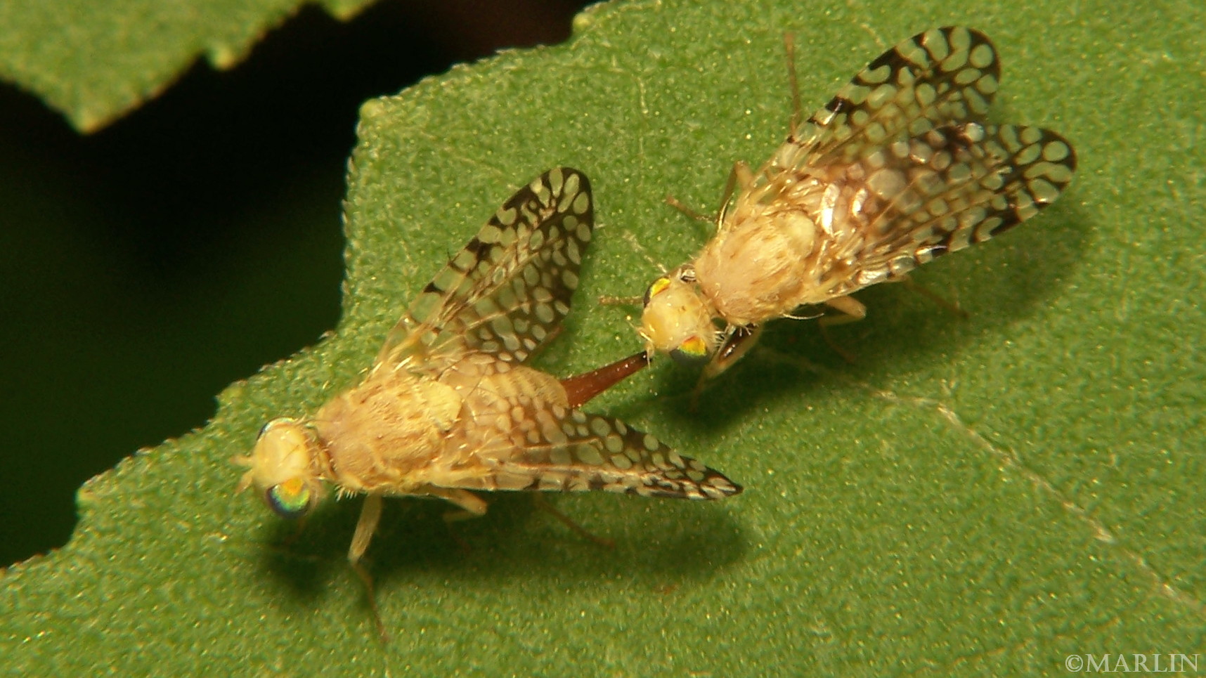 color photo of mated pair Fruit Fly - Euaresta aequalis