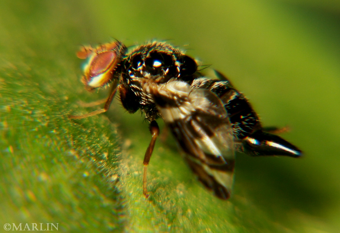 color macrophoto: Fruit Fly - Procecidochares atra