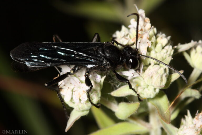 Great Black Wasp North American Insects & Spiders