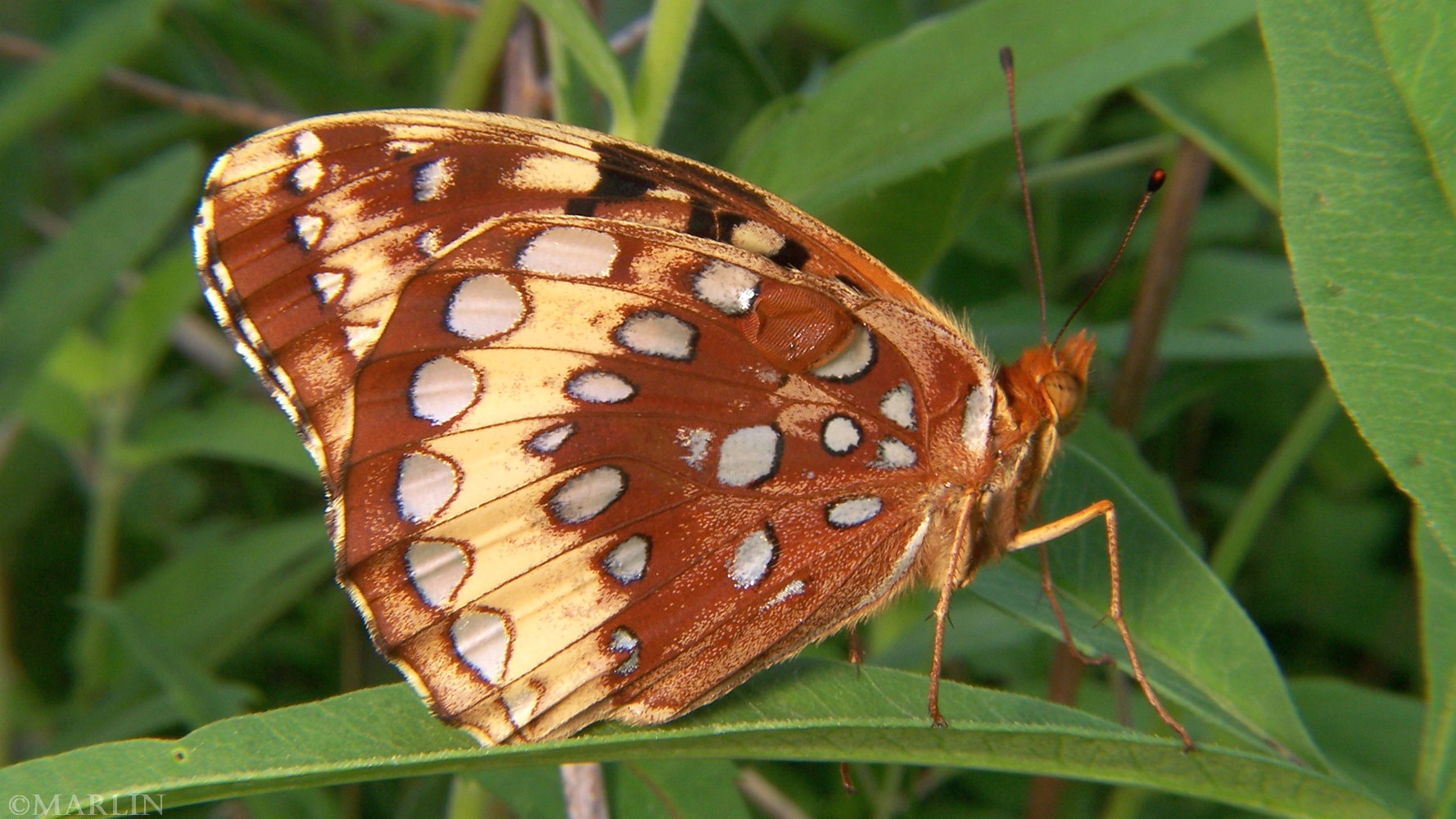 color photo Great Spangled Fritillary Butterfly lateral