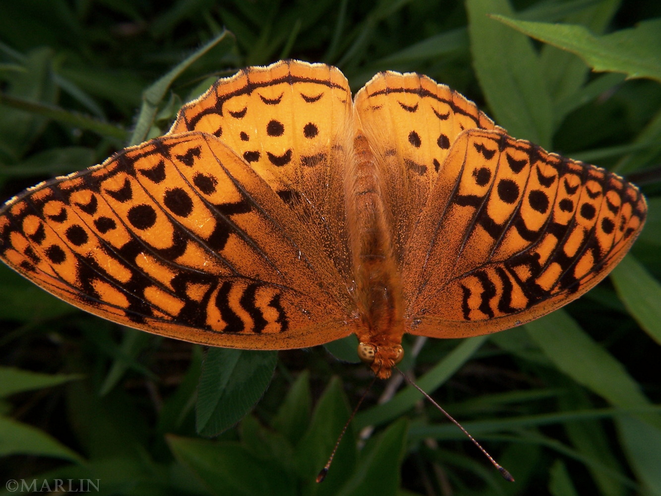 color photo of Great Spangled Fritillary butterfly