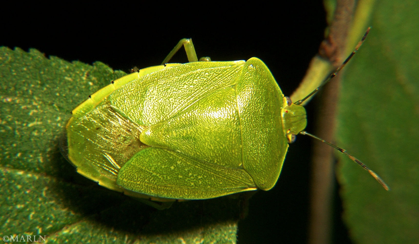 color close up photo Green Stink Bug - Acrosternum hilare