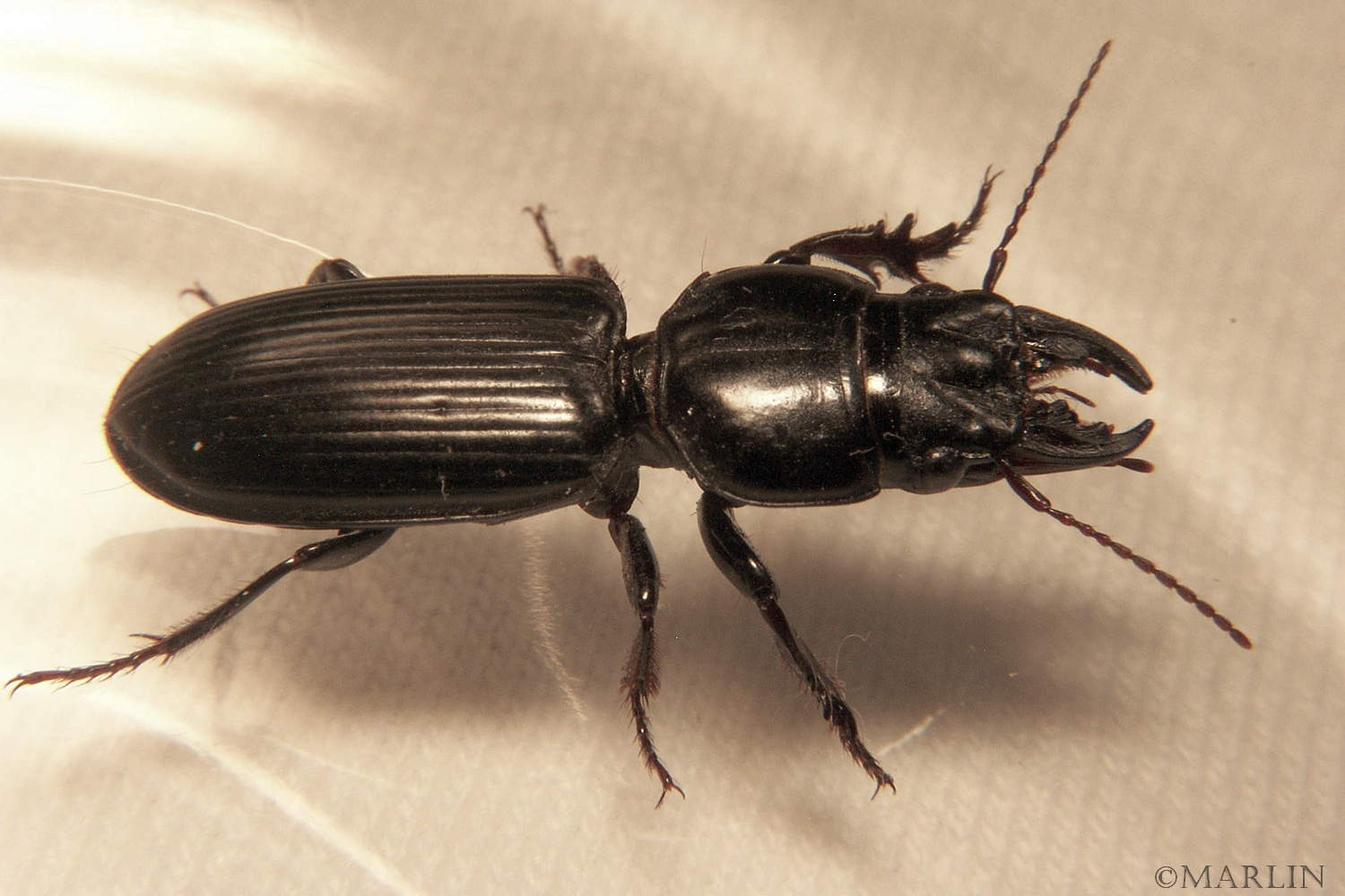 Ground Beetle - Scarites species