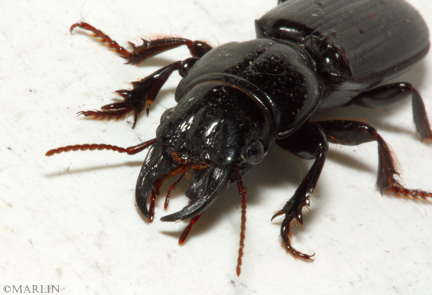 Ground Beetle mandibles detail
