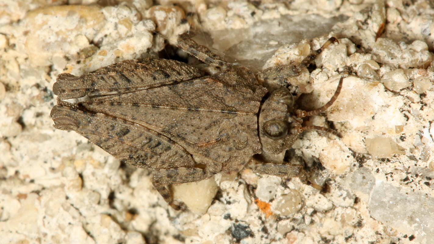 color photo hooded grouse locust dorsal view