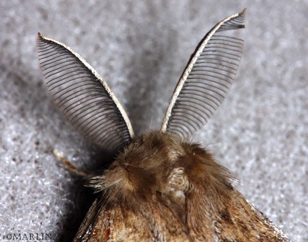 color photo Gypsy Moth antennae close up