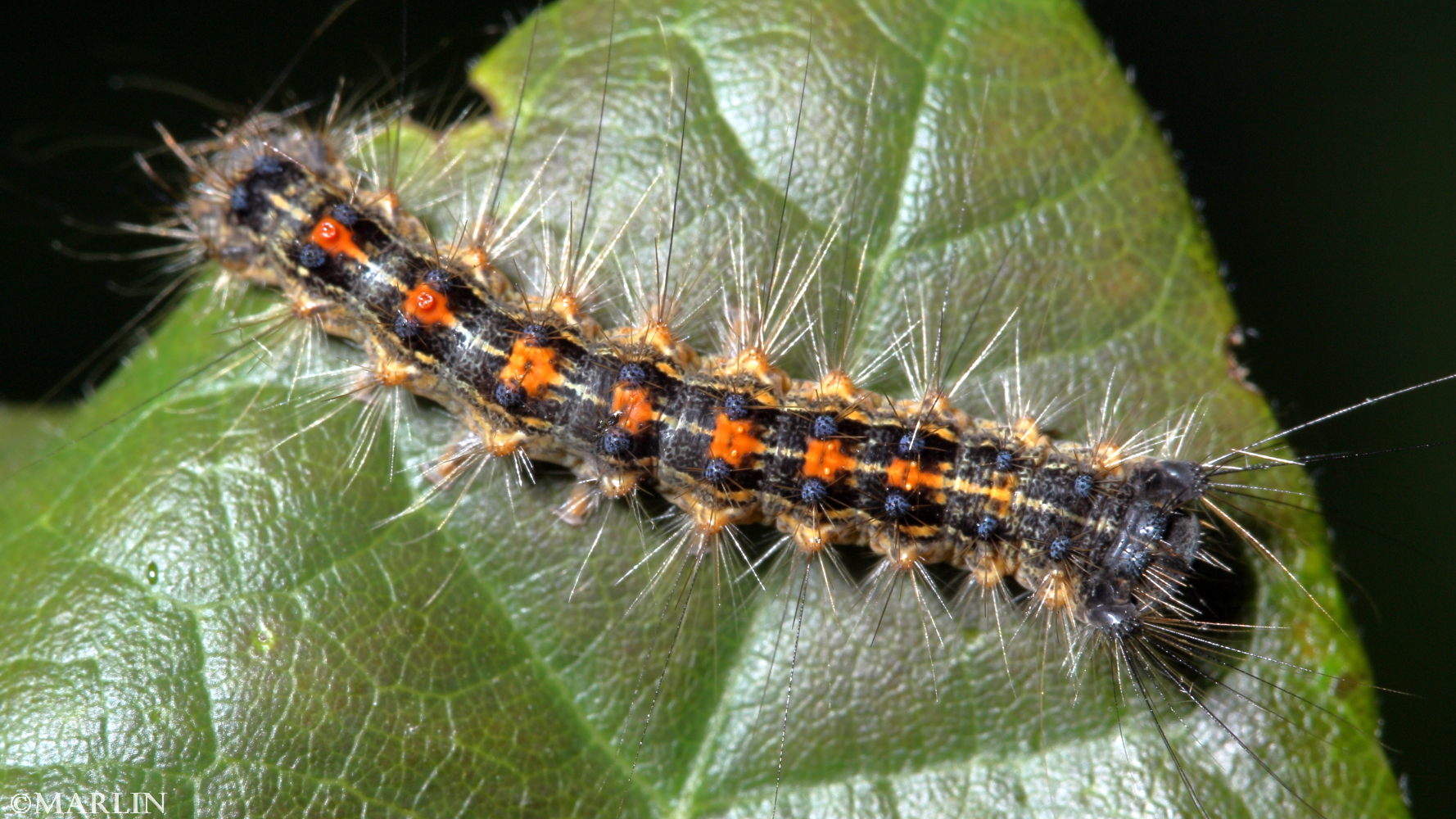 color photo spongy moth caterpillar