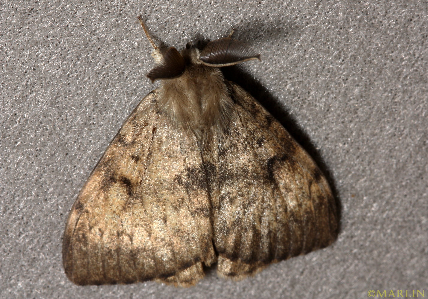 color photo Gypsy Moth dorsal view