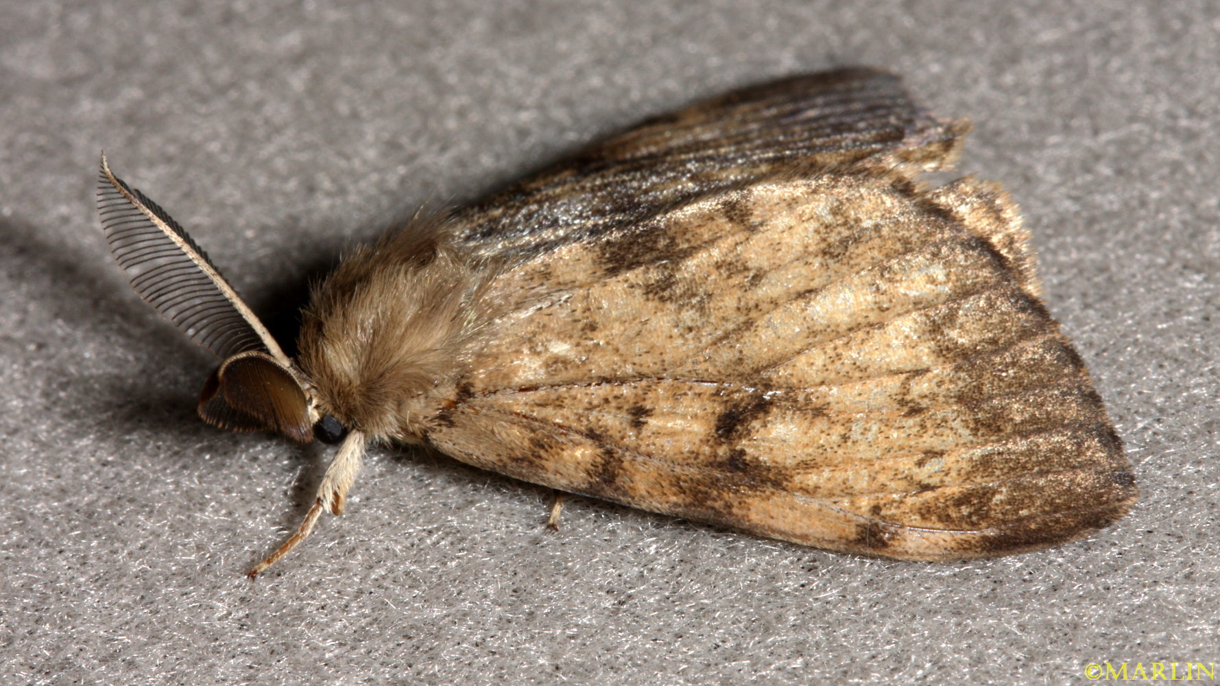Gypsy Moth lateral view