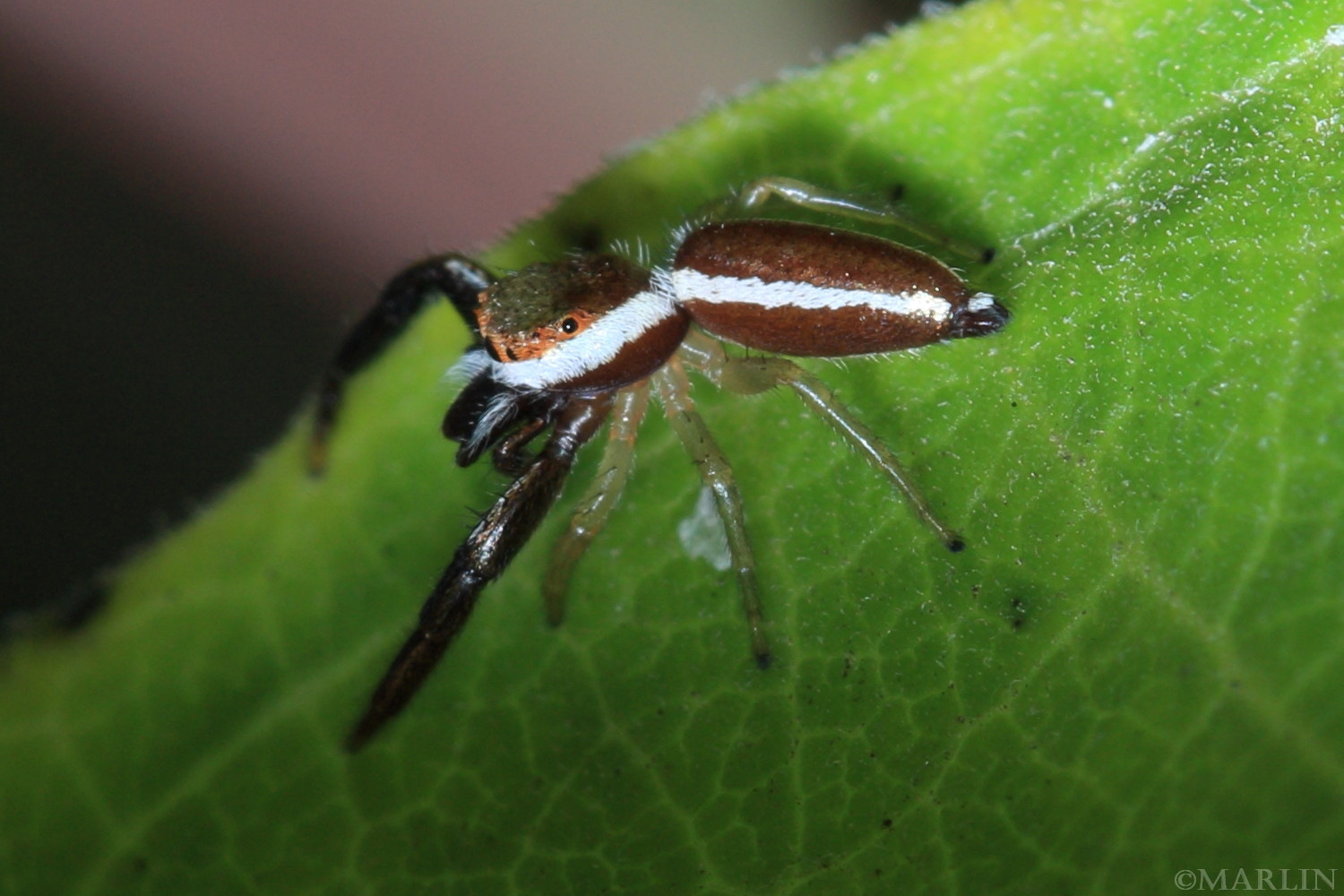 color photo Jumping Spider Hentzia palmarum