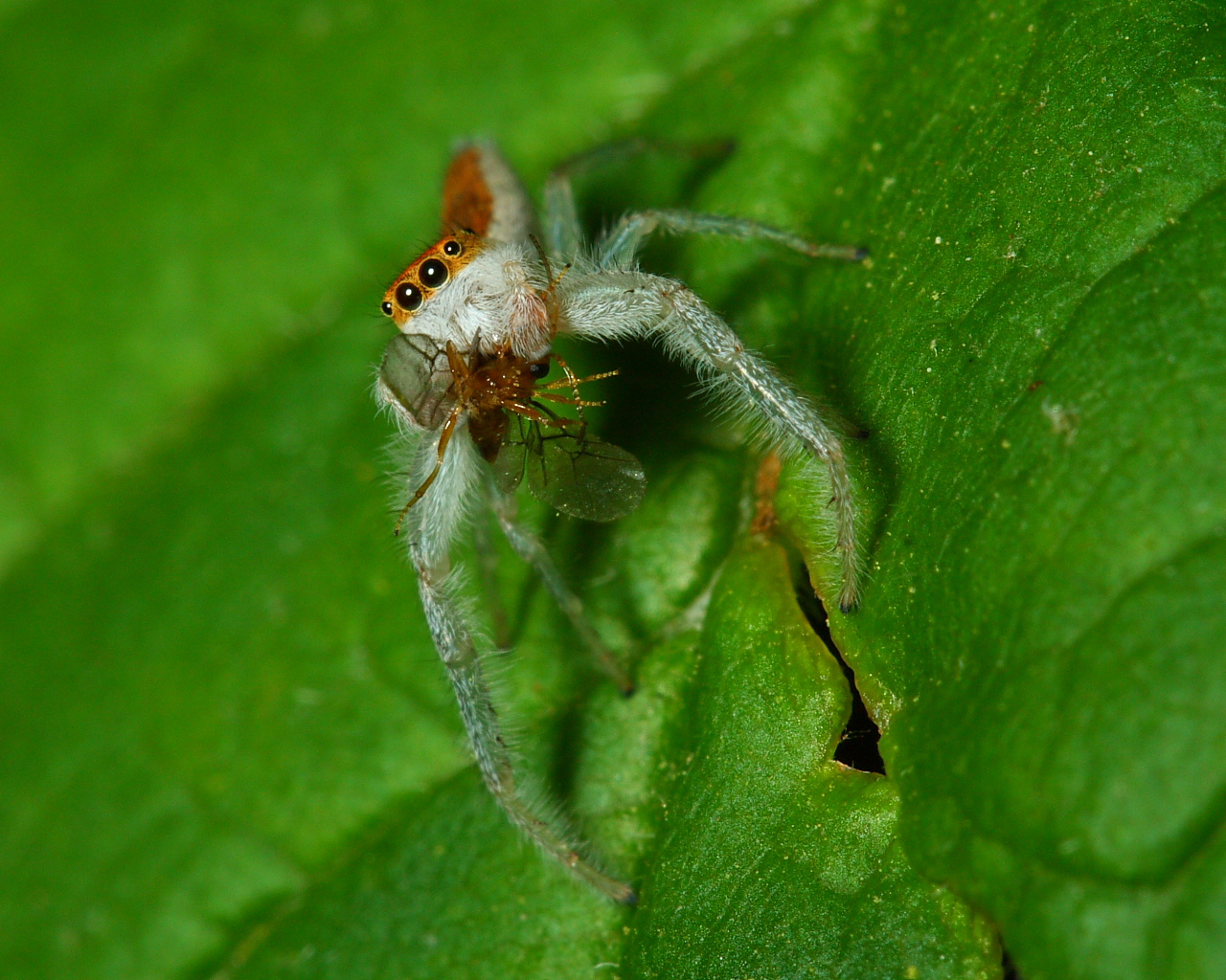 color photo jumping spider Hentzia mitrata