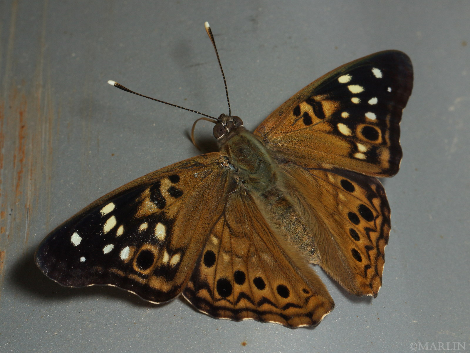 color photo hackberry butterfly dorsal view