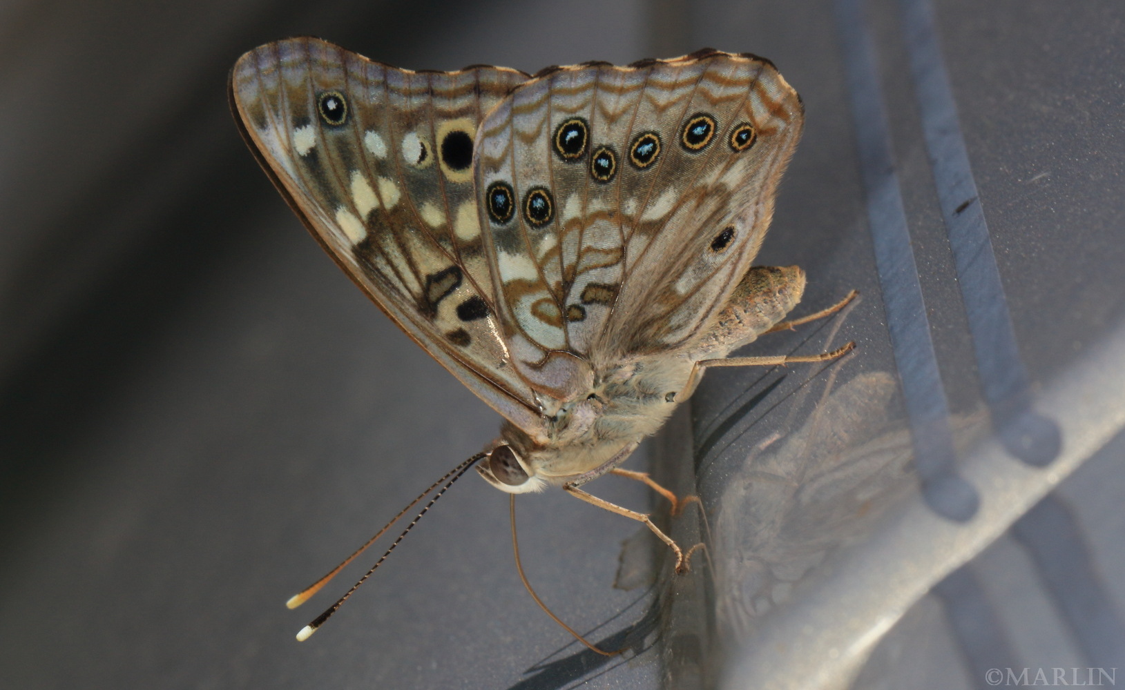 color photo Hackberry Butterfly lateral view