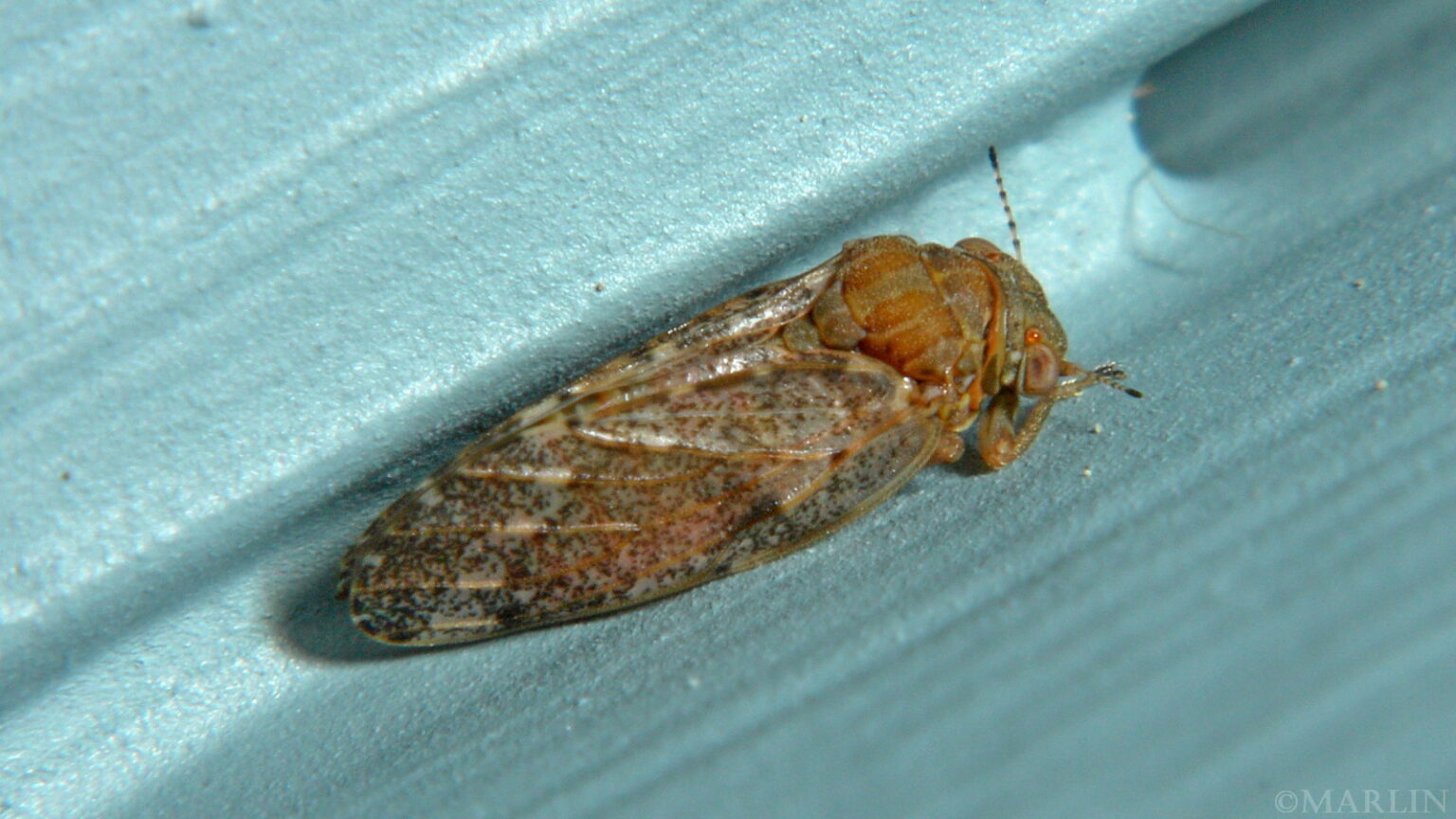 Hackberry Tree North American Insects & Spiders