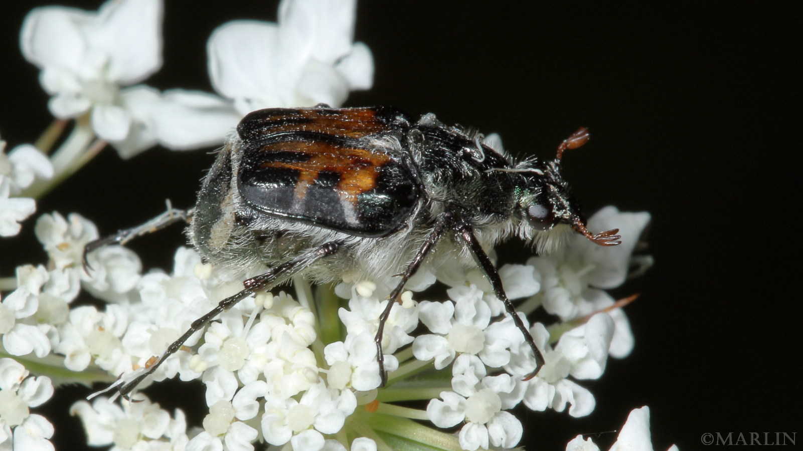 color photo Hairy Flower Chafer Beetle