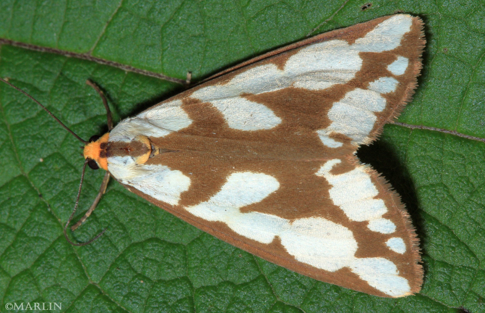 color photo Haploa confusa moth