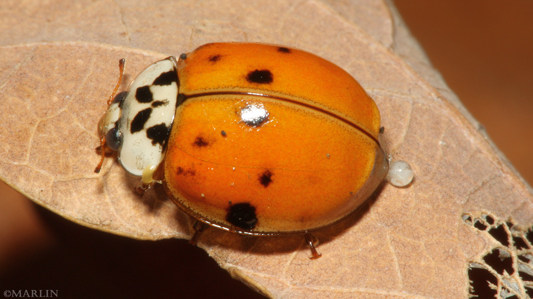 Ladybugs Family Coccinellidae North American Insects Spiders