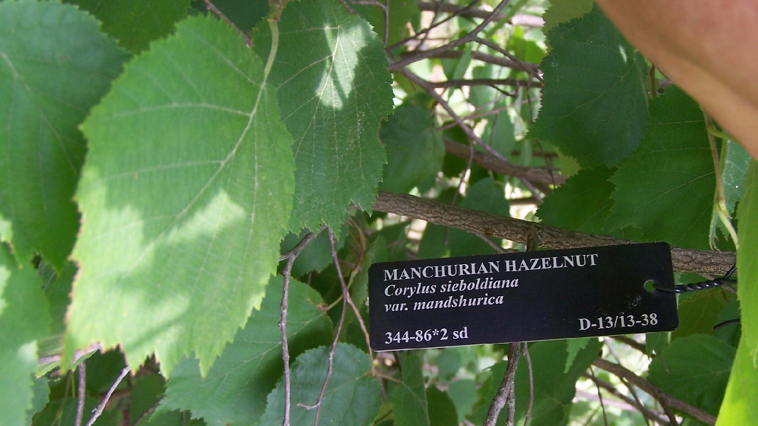 color photo Manchurian hazelnut Morton Arboretum accession tag