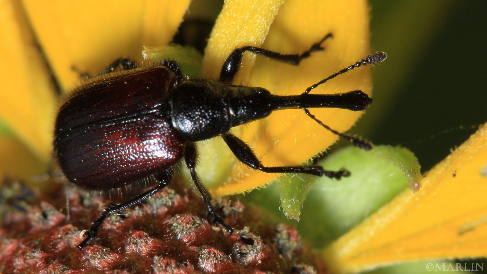 color photo female head-clipping weevil