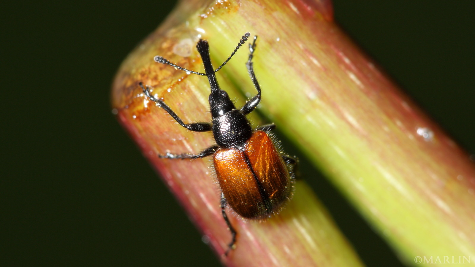 color photo head-clipping weevil on silphium