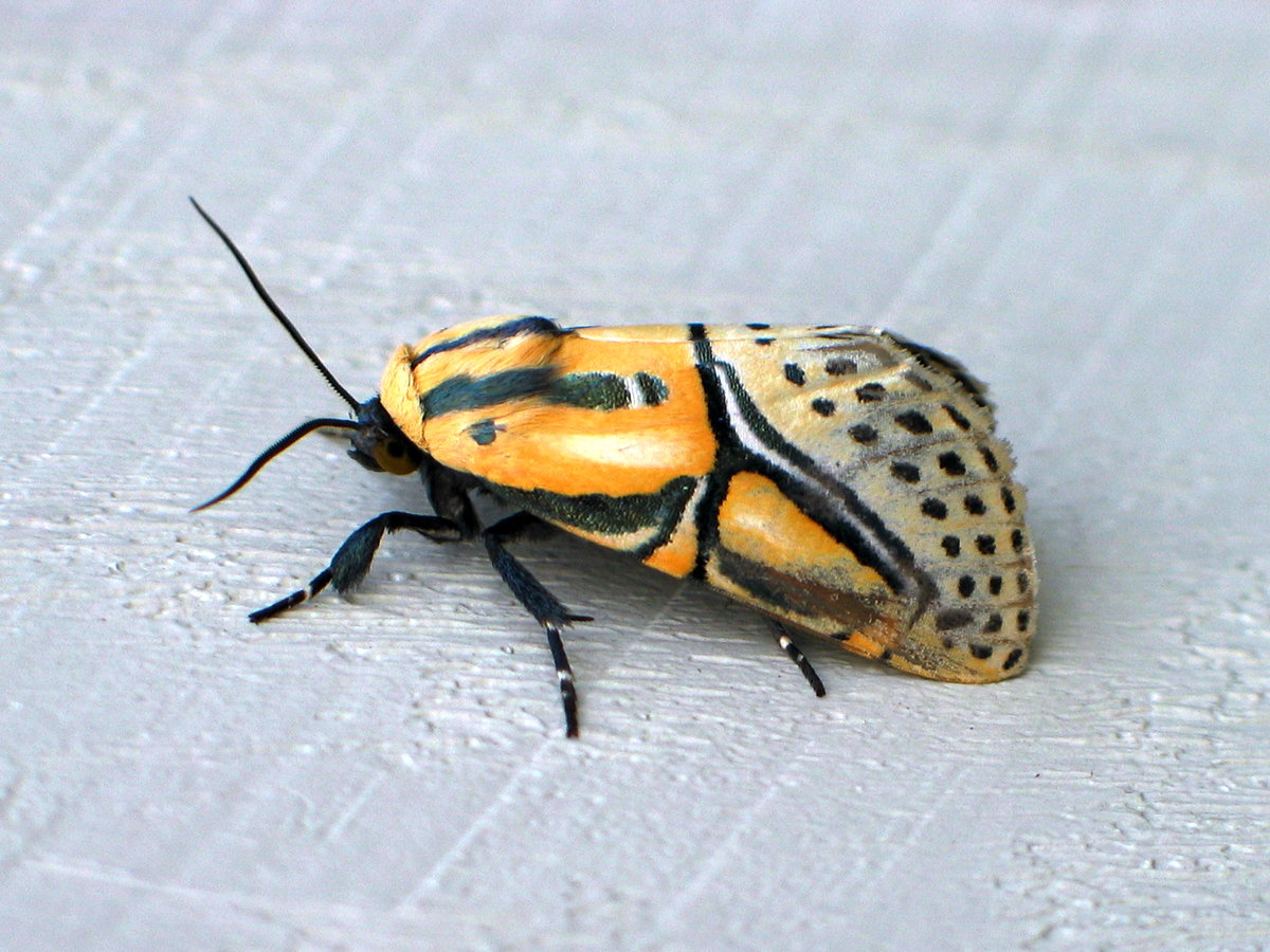 color photo Hieroglyphic Moth lateral view