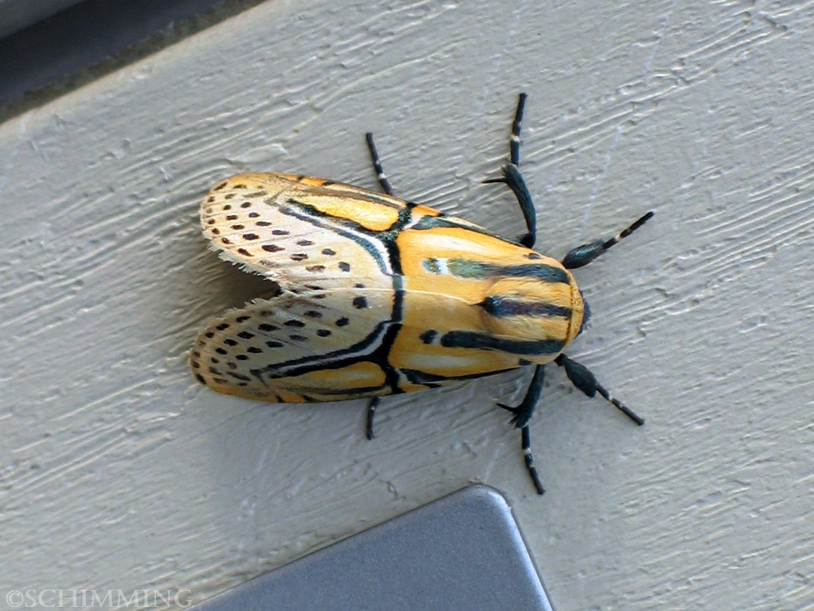 Hieroglyphic Moth dorsal view