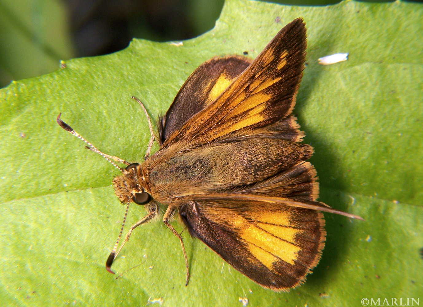 color photo hobomok skipper butterfly dorsal view