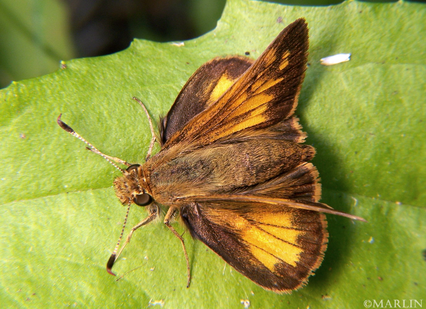 color photo hobomok skipper butterfly dorsal view