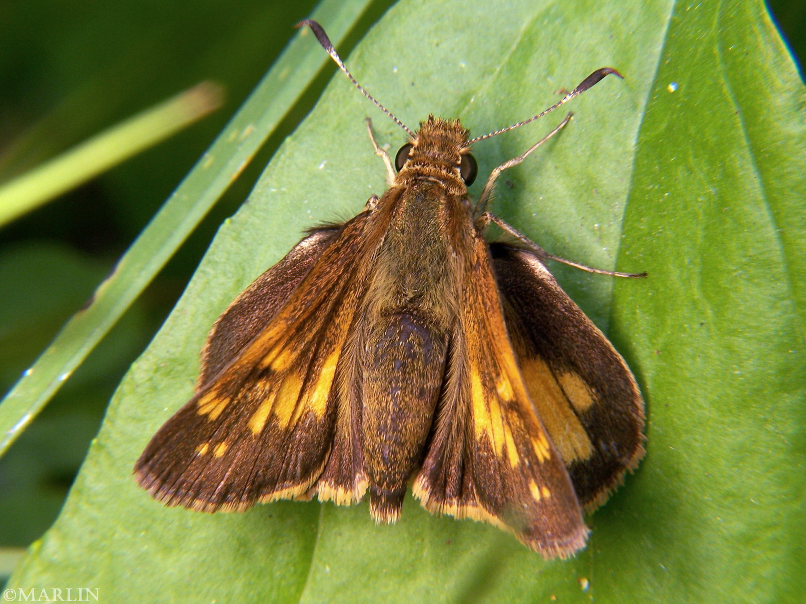 color photo Hobomok Skipper Butterfly - Poanes hobomok