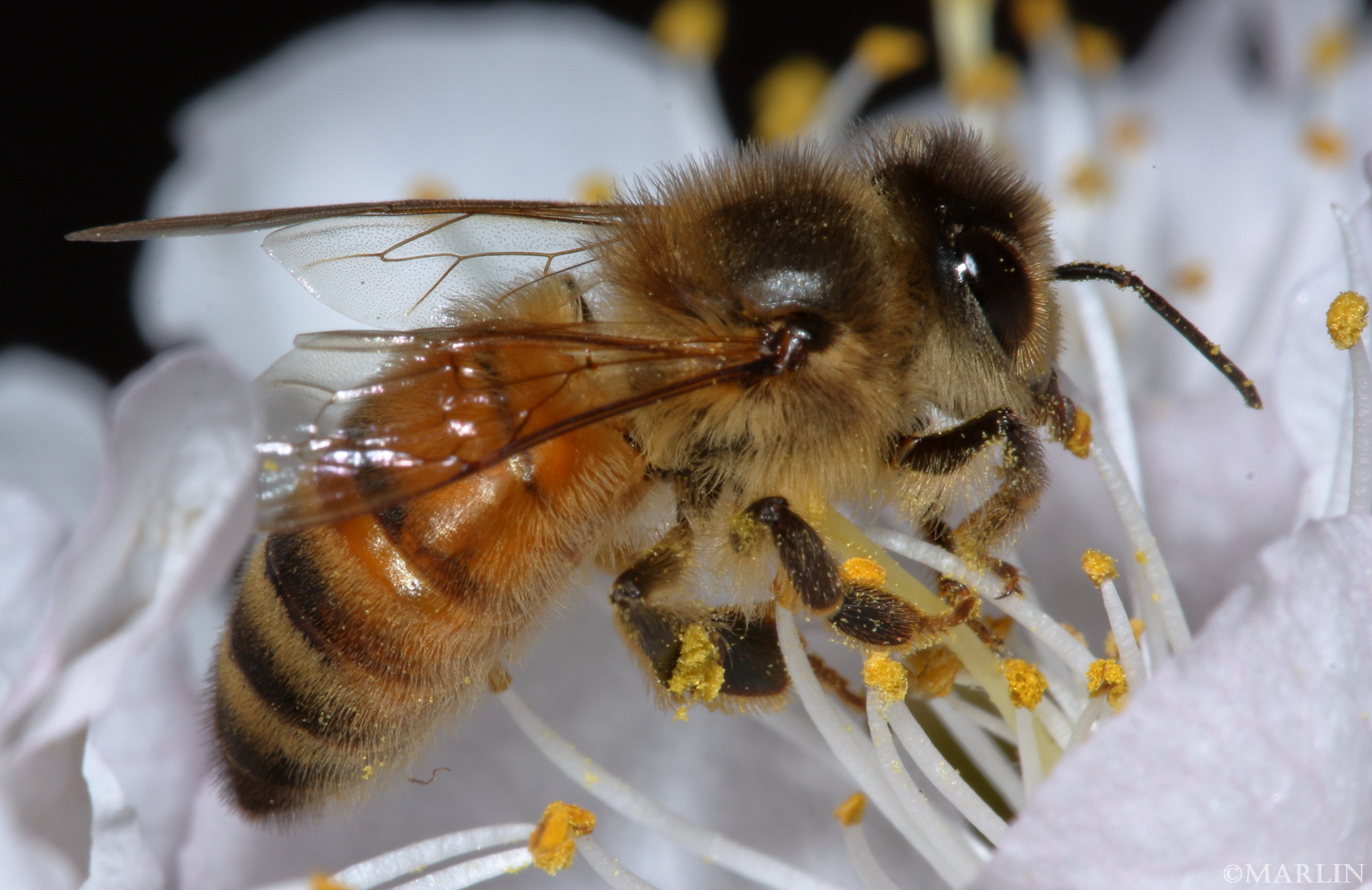 color photo honey bee on wild plum blossoms