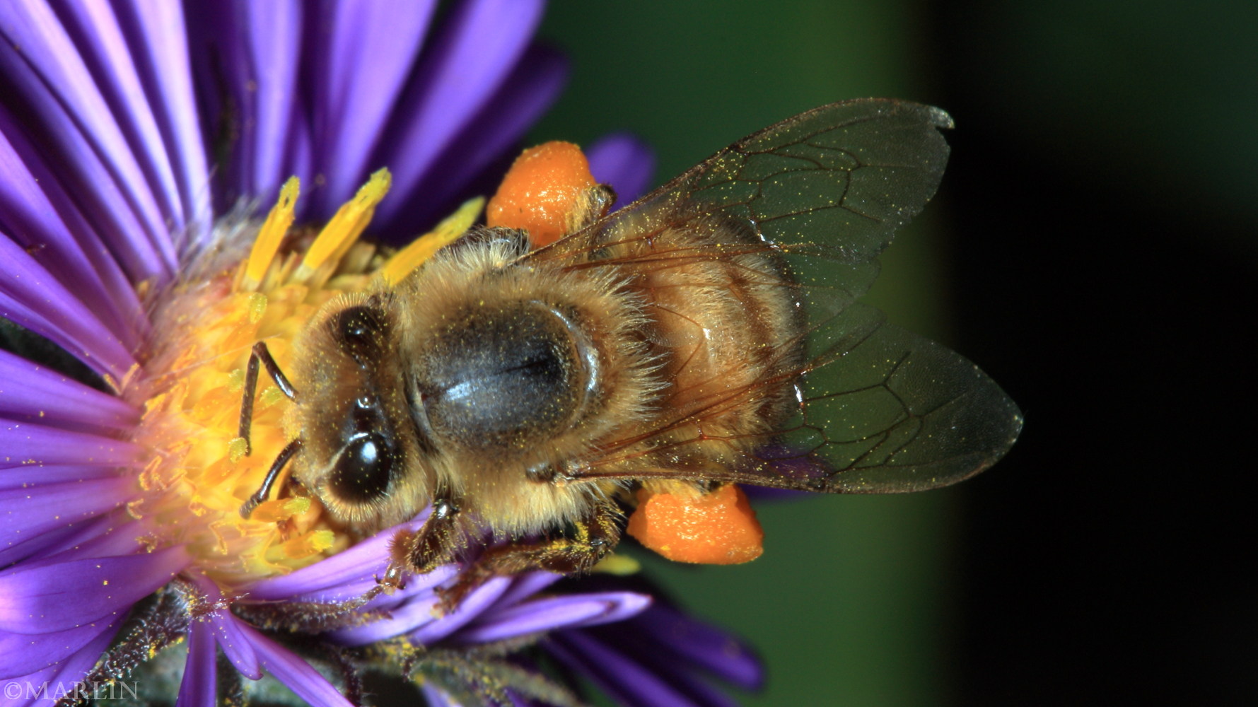 color photo honey bee dorsal view