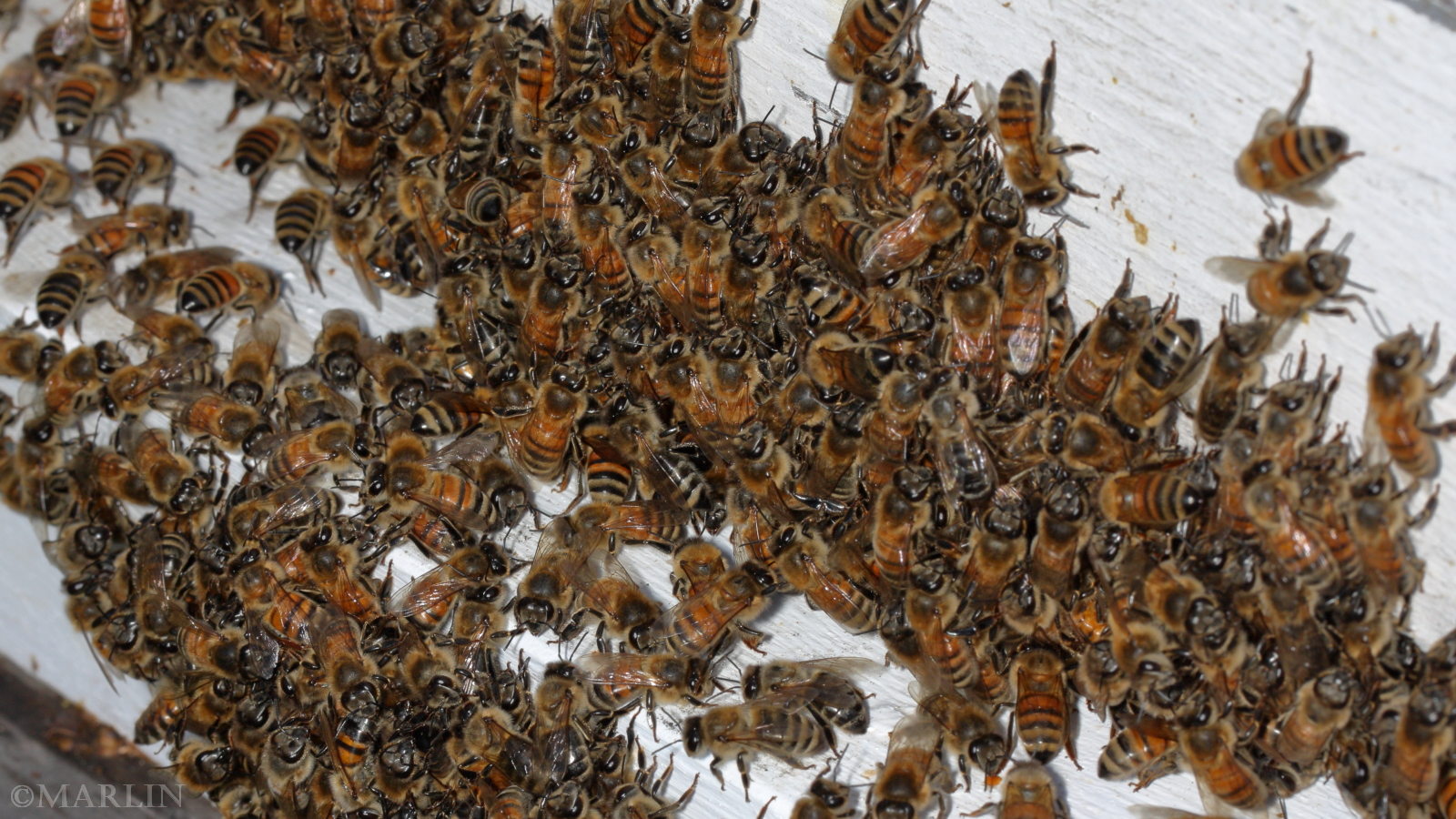 color photo honey bees at hive entrance