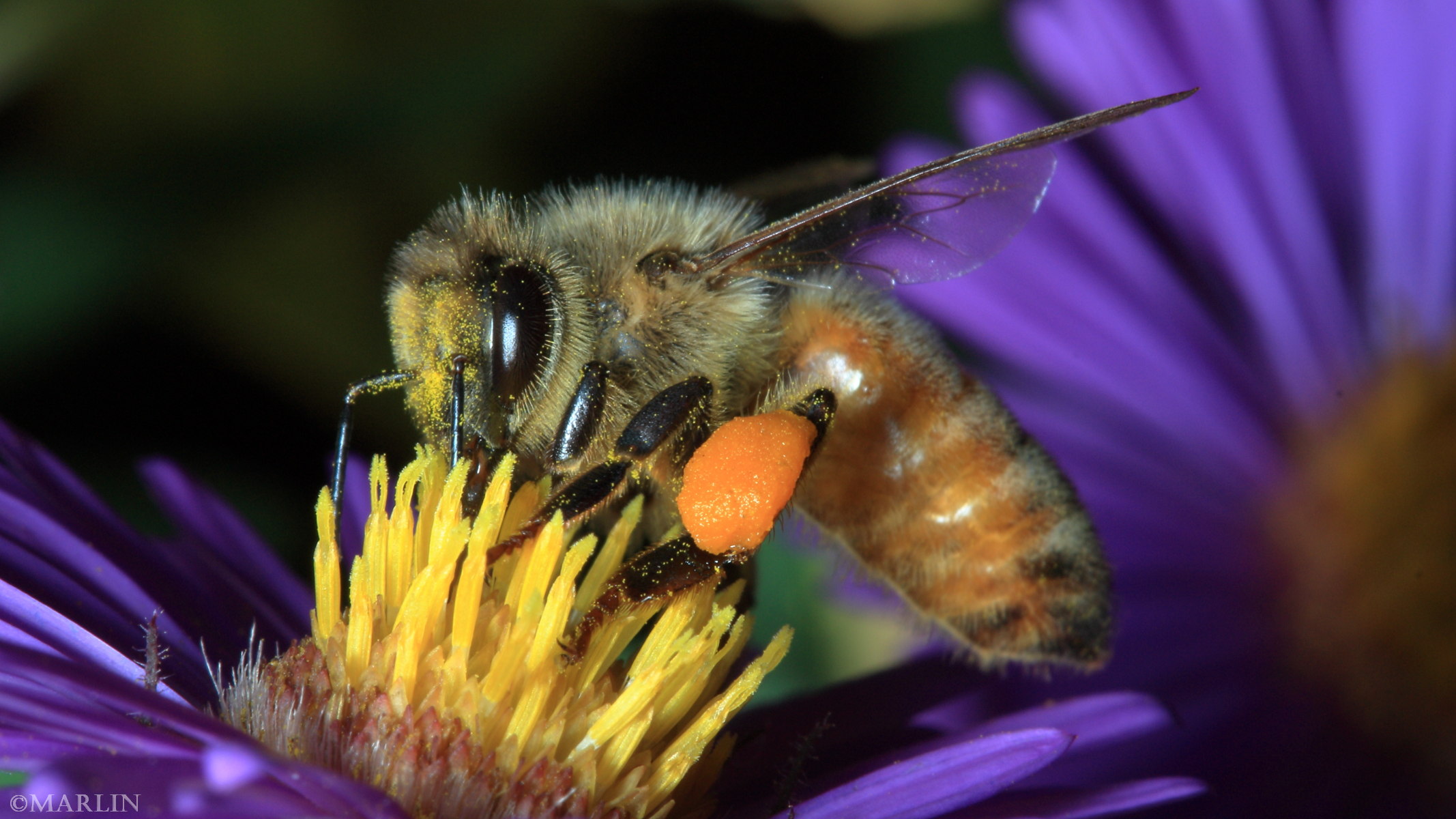 close up color photo honey bee on New England aster